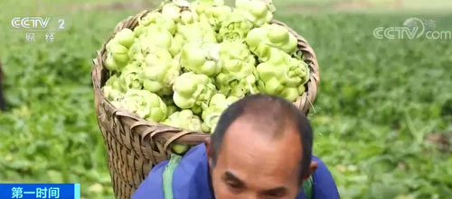 重庆涪陵：一个保护价 两份保证金 榨菜成农户致富“金疙瘩”