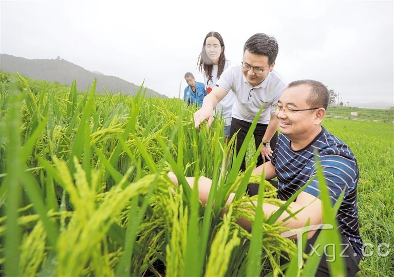 贵州：筑牢粮食安全防线持续优化产业结构