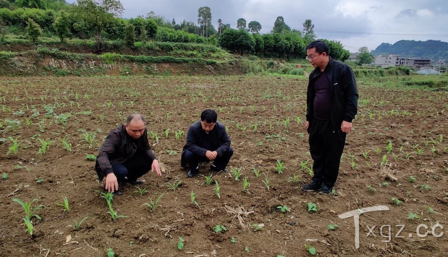 凤冈县农业专家为大豆玉米带状复合种植“把脉问诊”